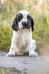 sitzender English Cocker Spaniel Welpe
