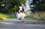 rennender English Cocker Spaniel Welpe