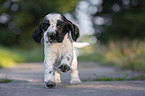 rennender English Cocker Spaniel Welpe