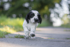 rennender English Cocker Spaniel Welpe