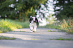 rennender English Cocker Spaniel Welpe