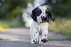 rennender English Cocker Spaniel Welpe