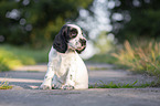 sitzender English Cocker Spaniel Welpe