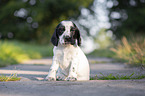 sitzender English Cocker Spaniel Welpe