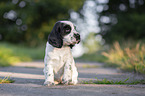 sitzender English Cocker Spaniel Welpe