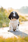 sitzender English Cocker Spaniel Welpe