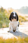 sitzender English Cocker Spaniel Welpe