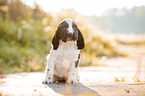 sitzender English Cocker Spaniel Welpe