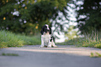 sitzender English Cocker Spaniel Welpe