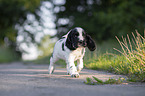 rennender English Cocker Spaniel Welpe