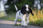 rennender English Cocker Spaniel Welpe