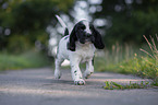 rennender English Cocker Spaniel Welpe