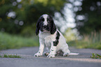 sitzender English Cocker Spaniel Welpe