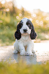 sitzender English Cocker Spaniel Welpe