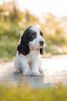sitzender English Cocker Spaniel Welpe