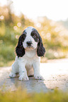 sitzender English Cocker Spaniel Welpe