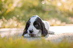 6 Wochen alter English Cocker Spaniel Welpe
