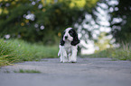 laufender English Cocker Spaniel Welpe