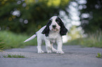 laufender English Cocker Spaniel Welpe
