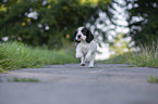 rennender English Cocker Spaniel Welpe