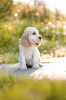 sitzender English Cocker Spaniel Welpe