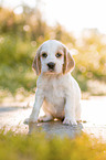 sitzender English Cocker Spaniel Welpe