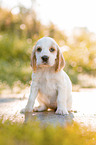 sitzender English Cocker Spaniel Welpe