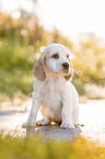 sitzender English Cocker Spaniel Welpe