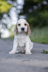 sitzender English Cocker Spaniel Welpe