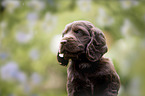 English Cocker Spaniel Welpe Portrait