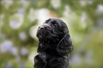 English Cocker Spaniel Welpe Portrait