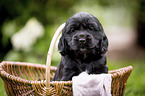 English Cocker Spaniel Welpe im Krbchen