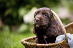 English Cocker Spaniel Welpe im Krbchen