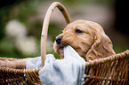 English Cocker Spaniel Welpe im Krbchen