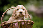 English Cocker Spaniel Welpe im Krbchen