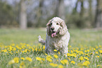 English Cocker Spaniel auf einer Blumenwiese