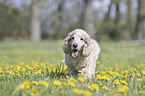 English Cocker Spaniel auf einer Blumenwiese