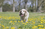 English Cocker Spaniel auf einer Blumenwiese