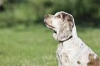 English Cocker Spaniel Portrait