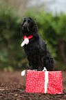 English Cocker Spaniel