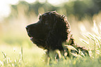 liegender English Cocker Spaniel