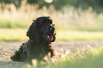 liegender English Cocker Spaniel