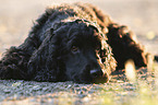liegender English Cocker Spaniel