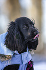 English Cocker Spaniel Welpe Portrait