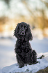 English Cocker Spaniel Welpe im Winter
