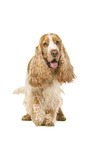 English Cocker Spaniel vor weiem Hintergrund