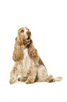 English Cocker Spaniel vor weiem Hintergrund