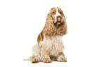 English Cocker Spaniel vor weiem Hintergrund