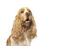 English Cocker Spaniel vor weiem Hintergrund