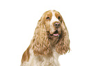 English Cocker Spaniel vor weiem Hintergrund